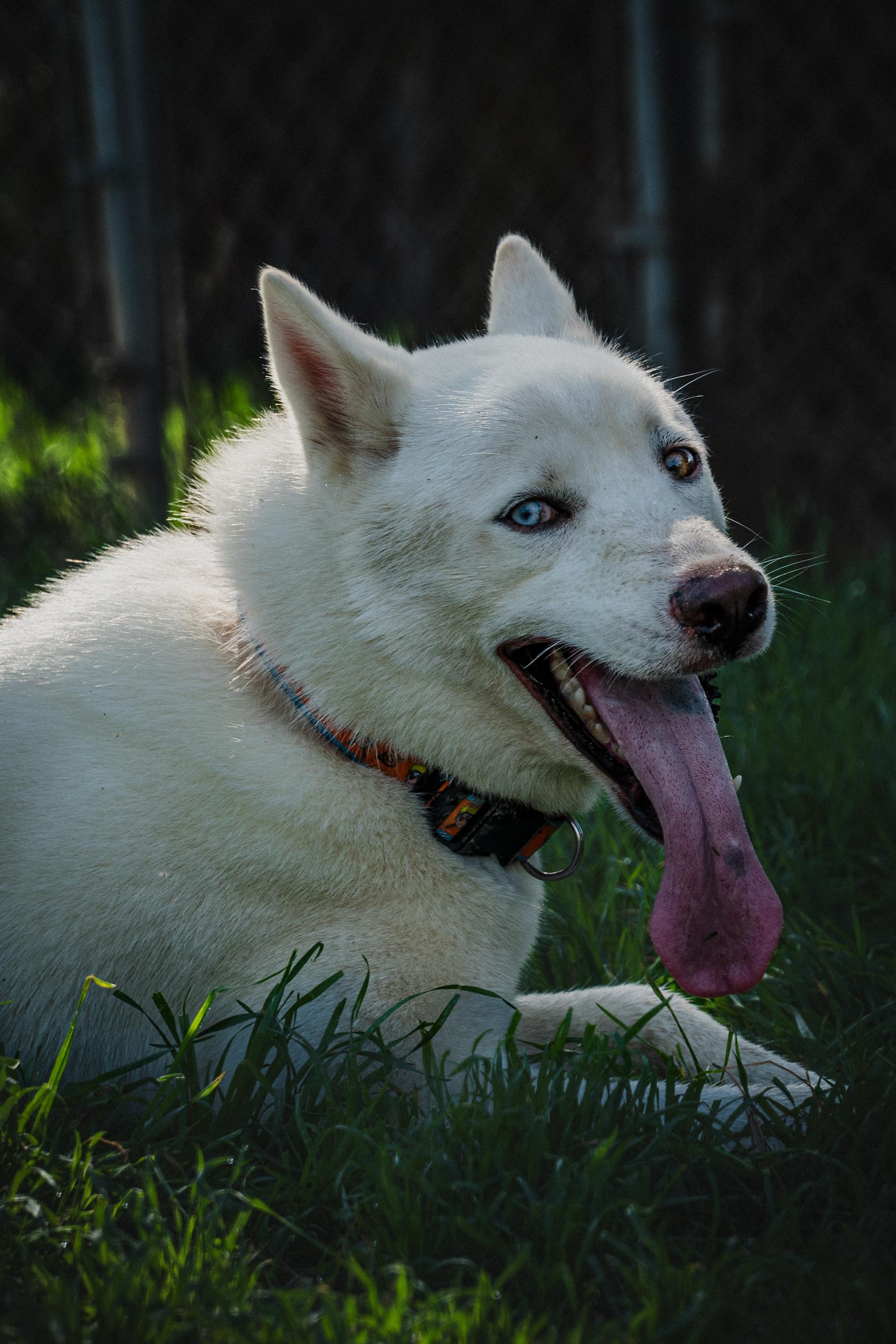 Enlarge FROST will melt your heart, a Adopted Husky in Phoenix, AZ image 4/6