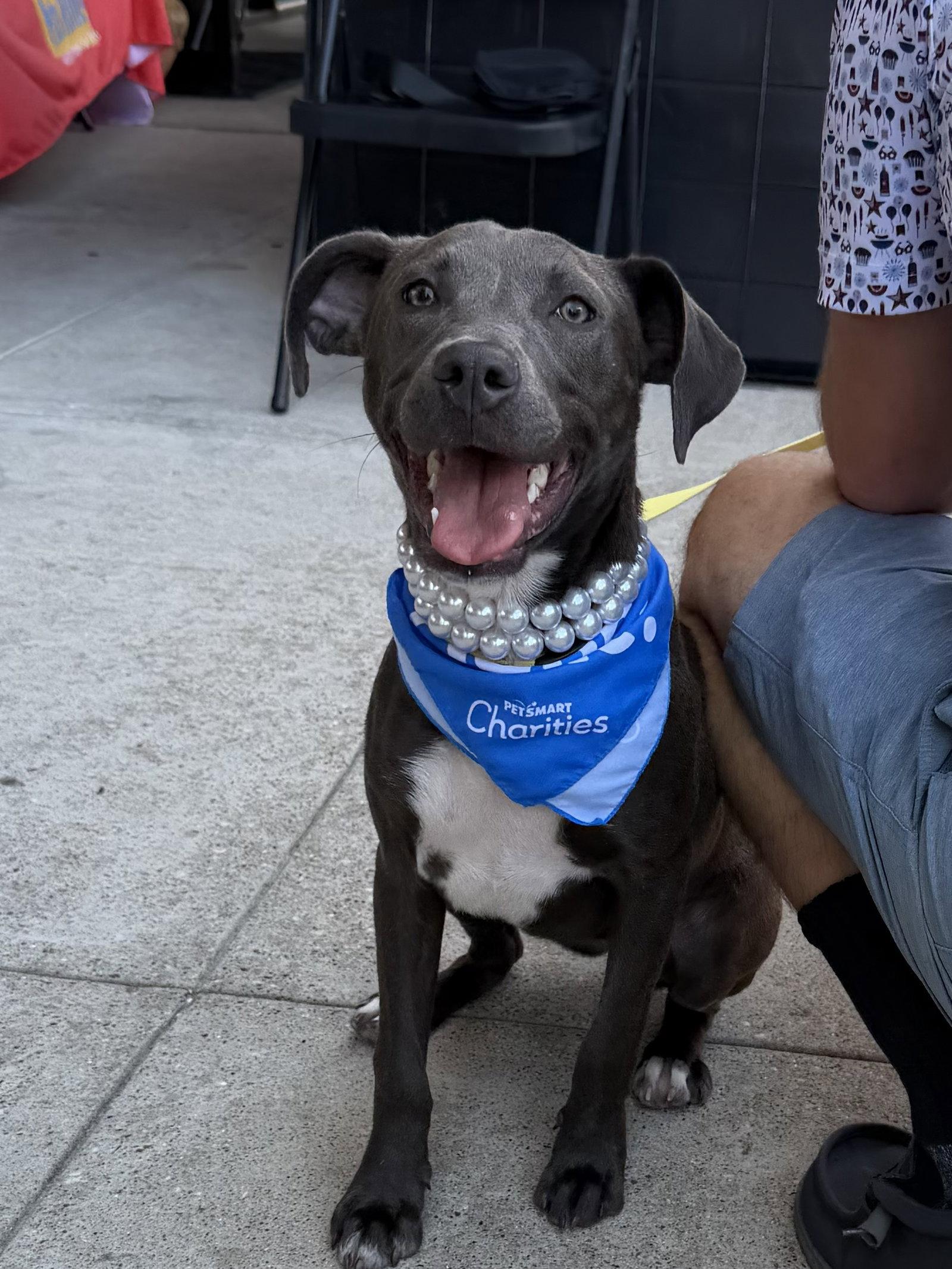 Enlarge Coco, a Adoptable Pit Bull Terrier in The Woodlands, TX image 2/3