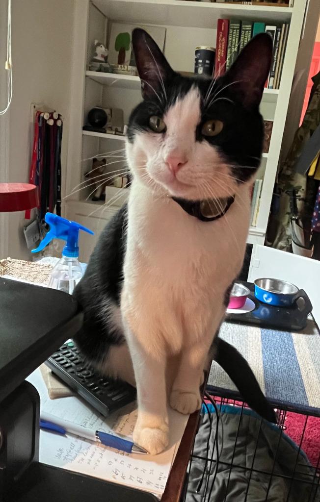 Ollie (aka Karl ), Adoptable, Adult Male Domestic Short Hair.