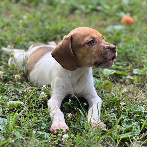 Pippi