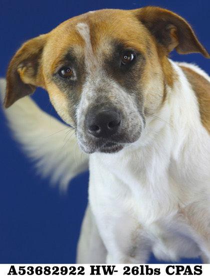 Enlarge Thoven, a Adoptable mixed breed in Bothell, WA image 1/3
