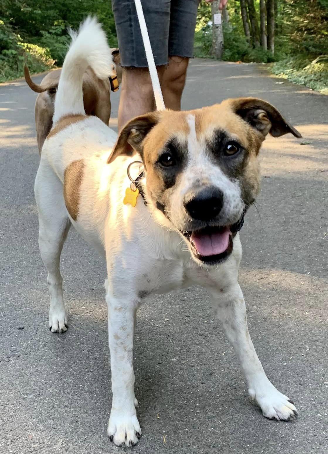 Enlarge Thoven, a Adoptable mixed breed in Bothell, WA image 2/3