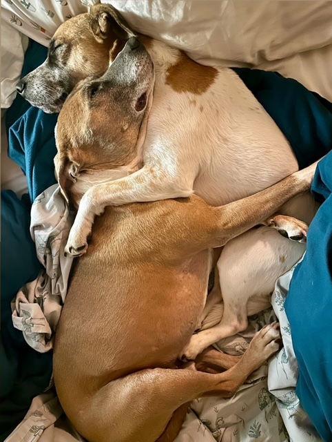 Enlarge Thoven, a Adoptable mixed breed in Bothell, WA image 3/3