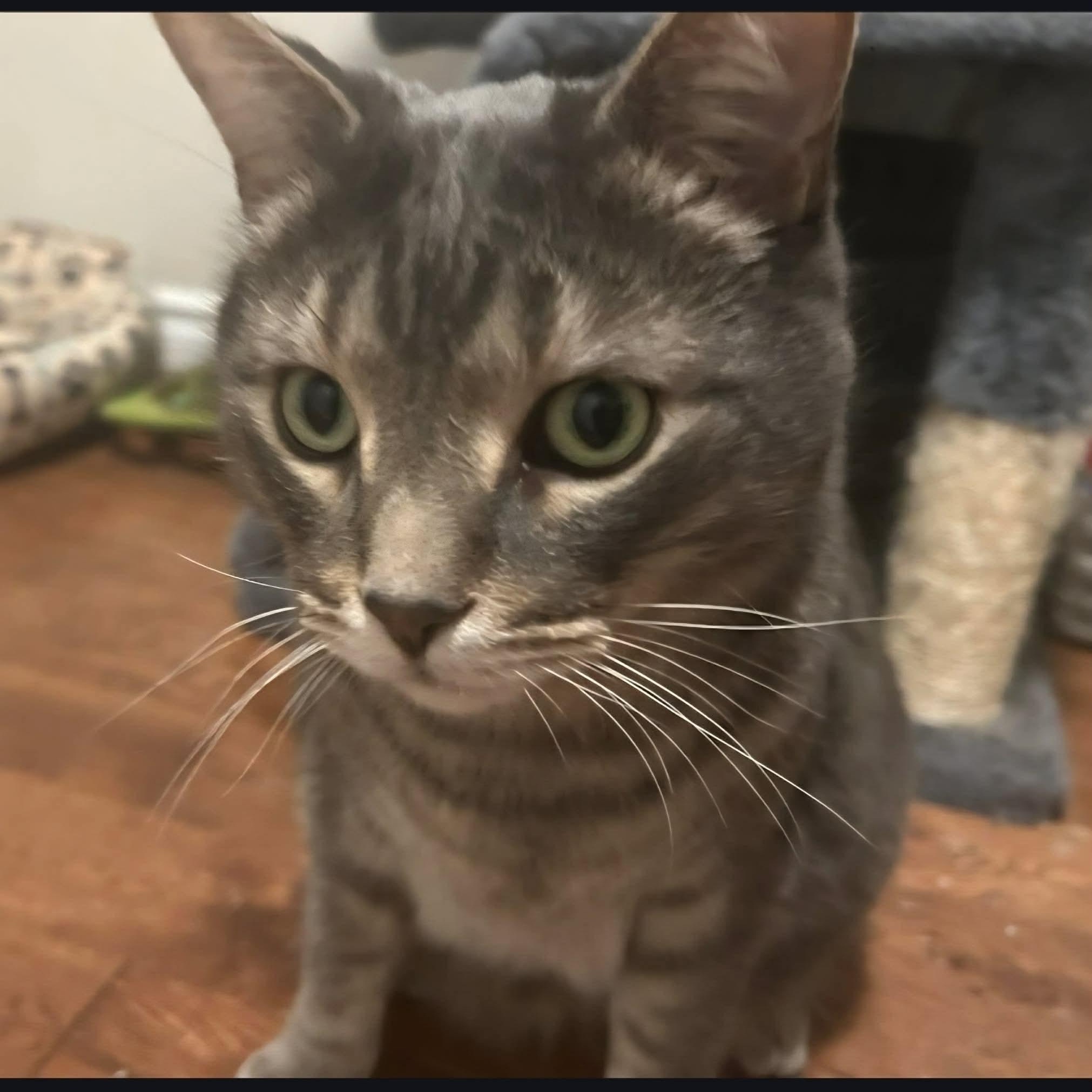 Stripes - A Gentle & Affectionate Guy!, a ADOPTABLE Tabby in Hamilton, ON image 1/6