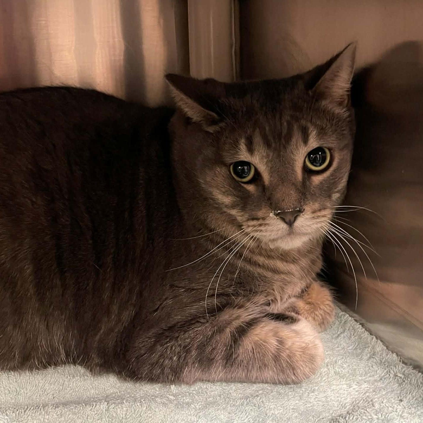 Stripes - A Gentle & Affectionate Guy!, a ADOPTABLE Tabby in Hamilton, ON image 5/6