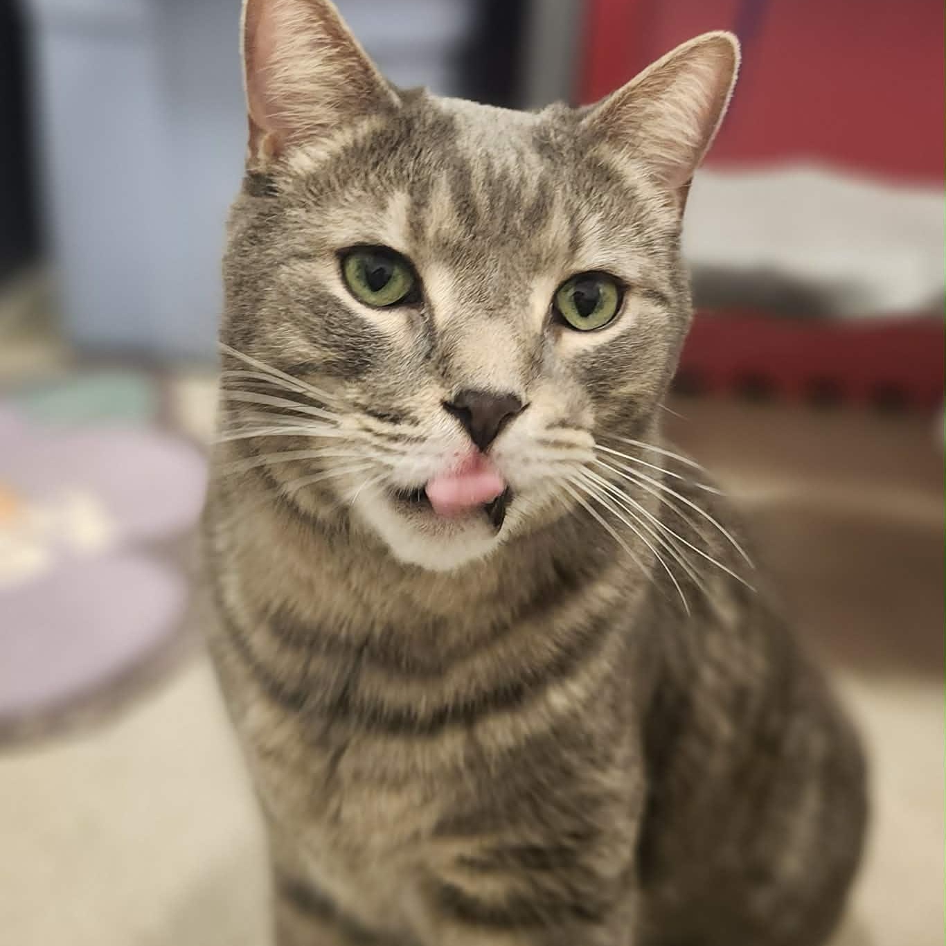 Stripes - A Gentle & Affectionate Guy!, ADOPTABLE, Adult Male Tabby.