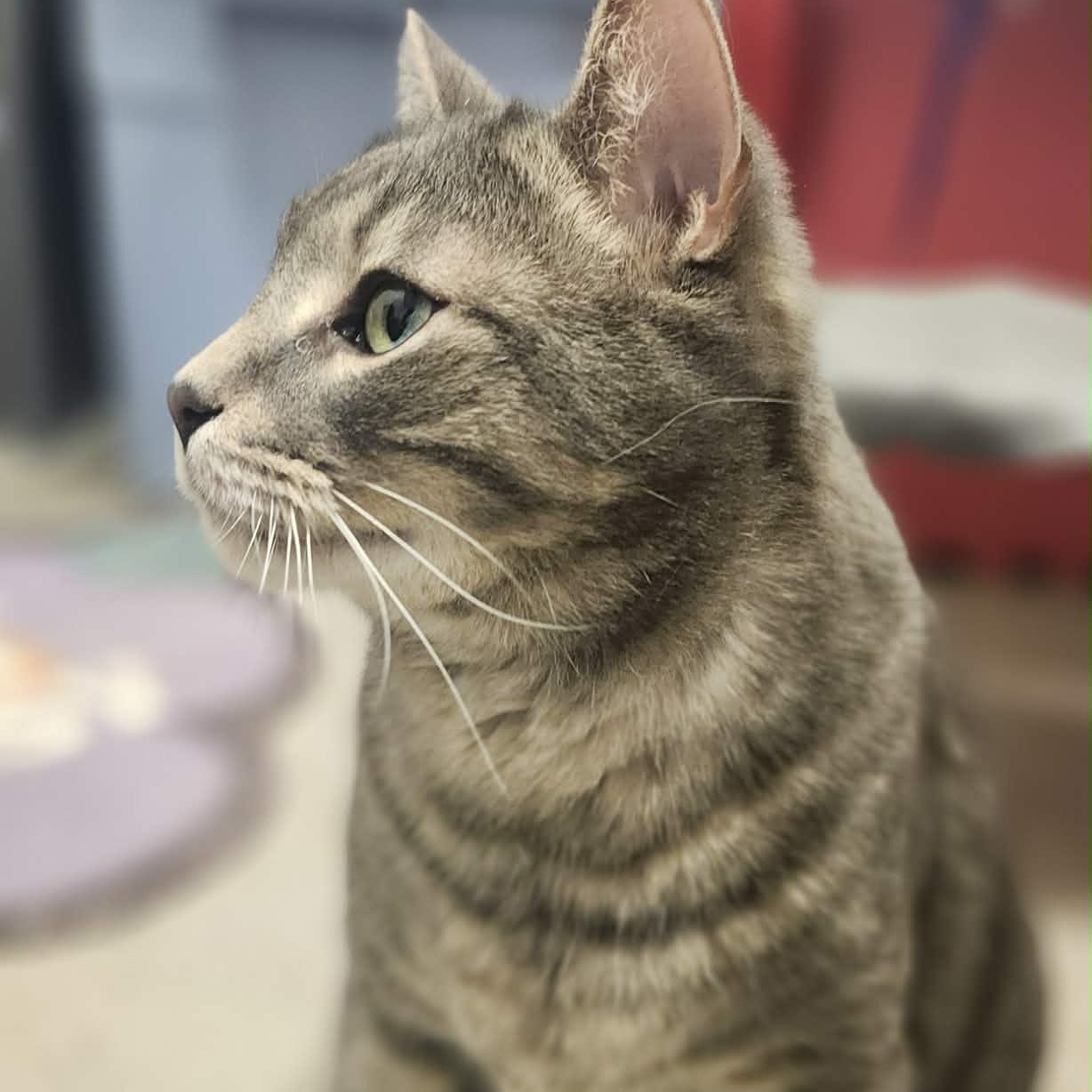 Enlarge Stripes - A Gentle & Affectionate Guy!, a ADOPTABLE Tabby in Hamilton, ON image 2/6