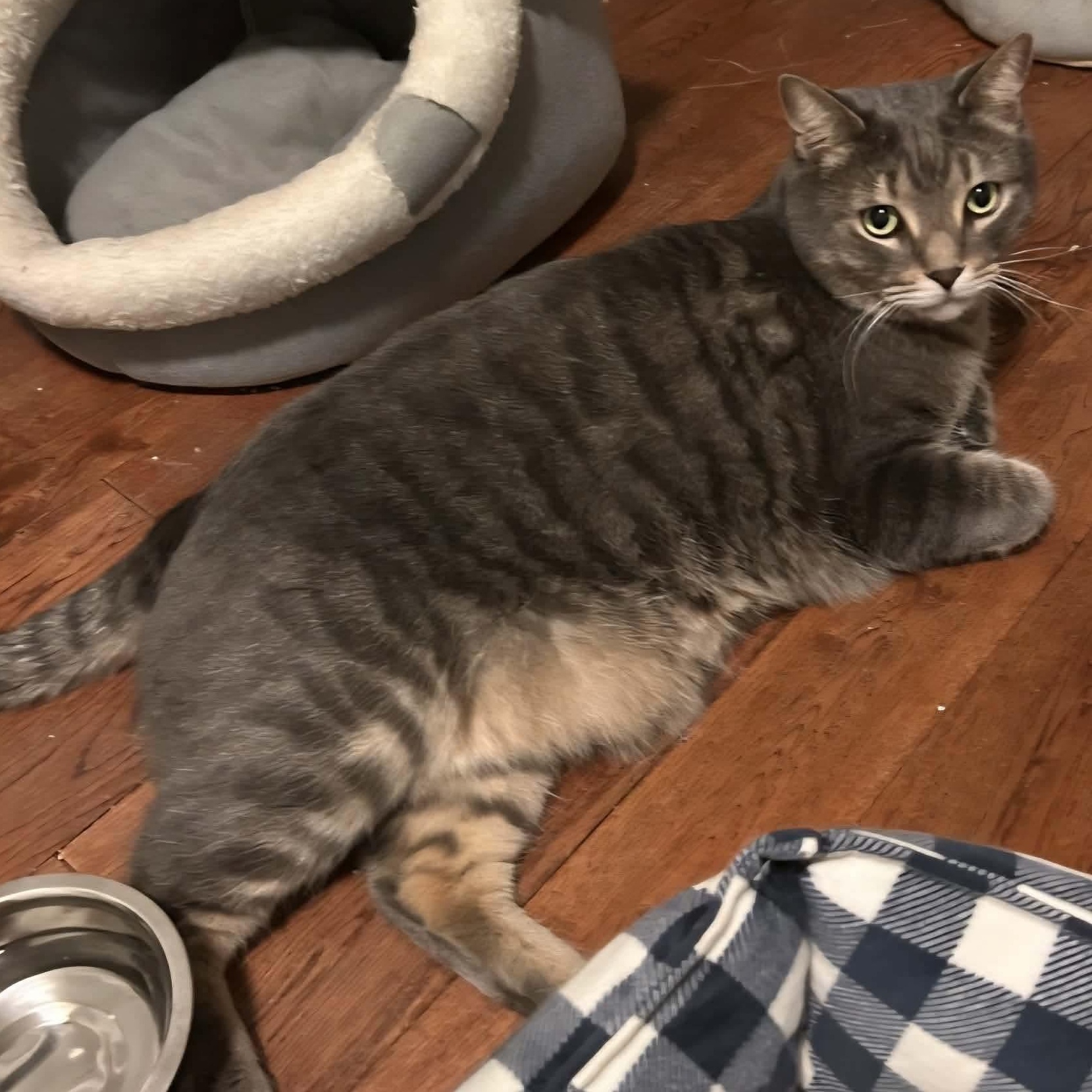 Stripes - A Gentle & Affectionate Guy!, a ADOPTABLE Tabby in Hamilton, ON image 3/6