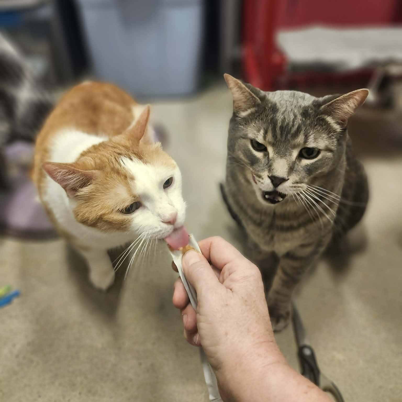 Enlarge Stripes - A Gentle & Affectionate Guy!, a ADOPTABLE Tabby in Hamilton, ON image 3/6