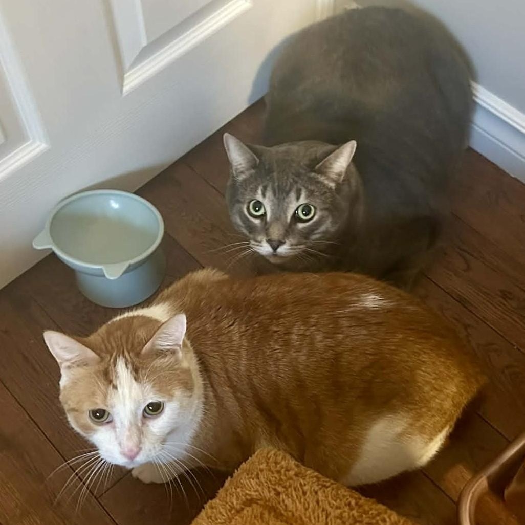 Stripes - A Gentle & Affectionate Guy!, a ADOPTABLE Tabby in Hamilton, ON image 6/6