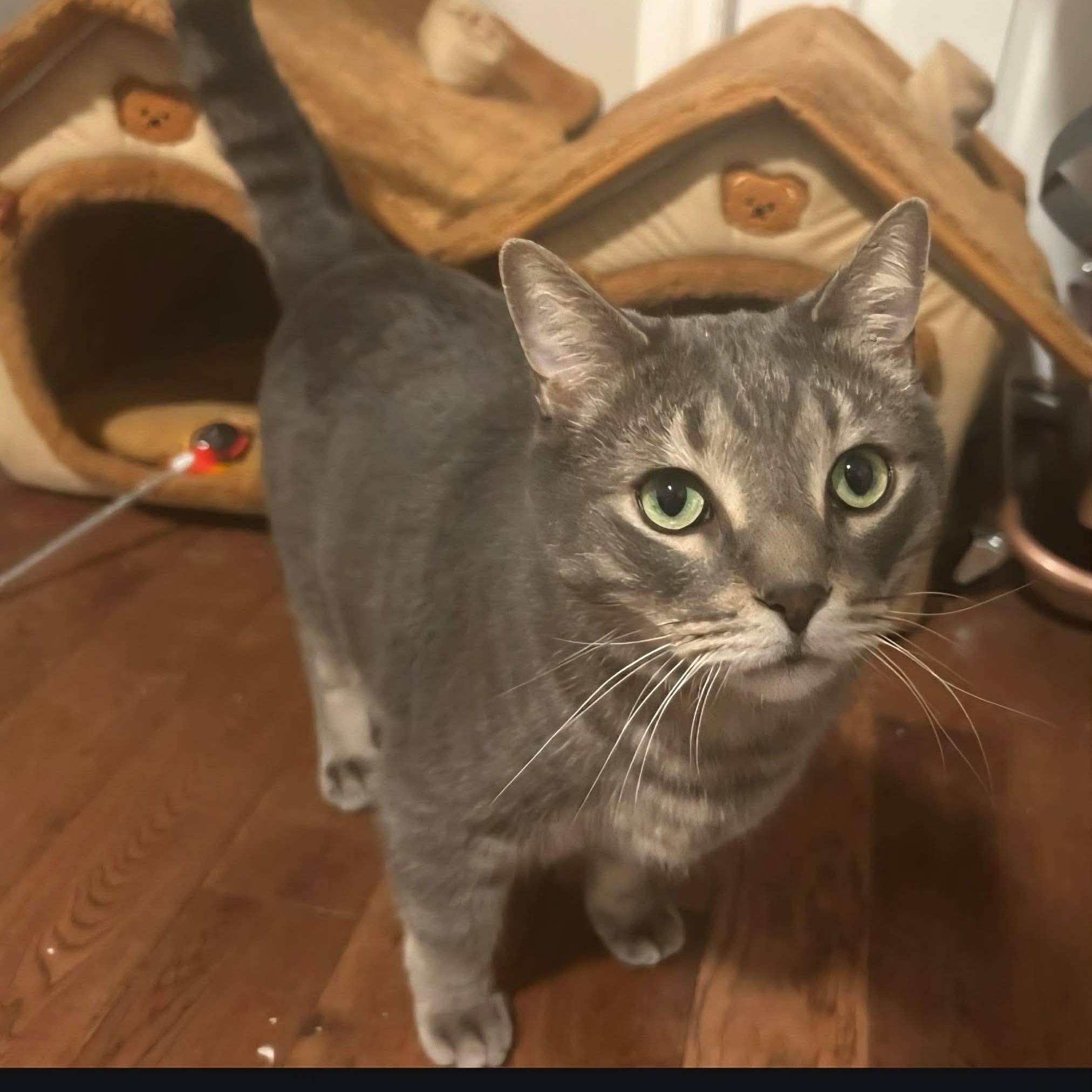 Stripes - A Gentle & Affectionate Guy!, a ADOPTABLE Tabby in Hamilton, ON image 2/6