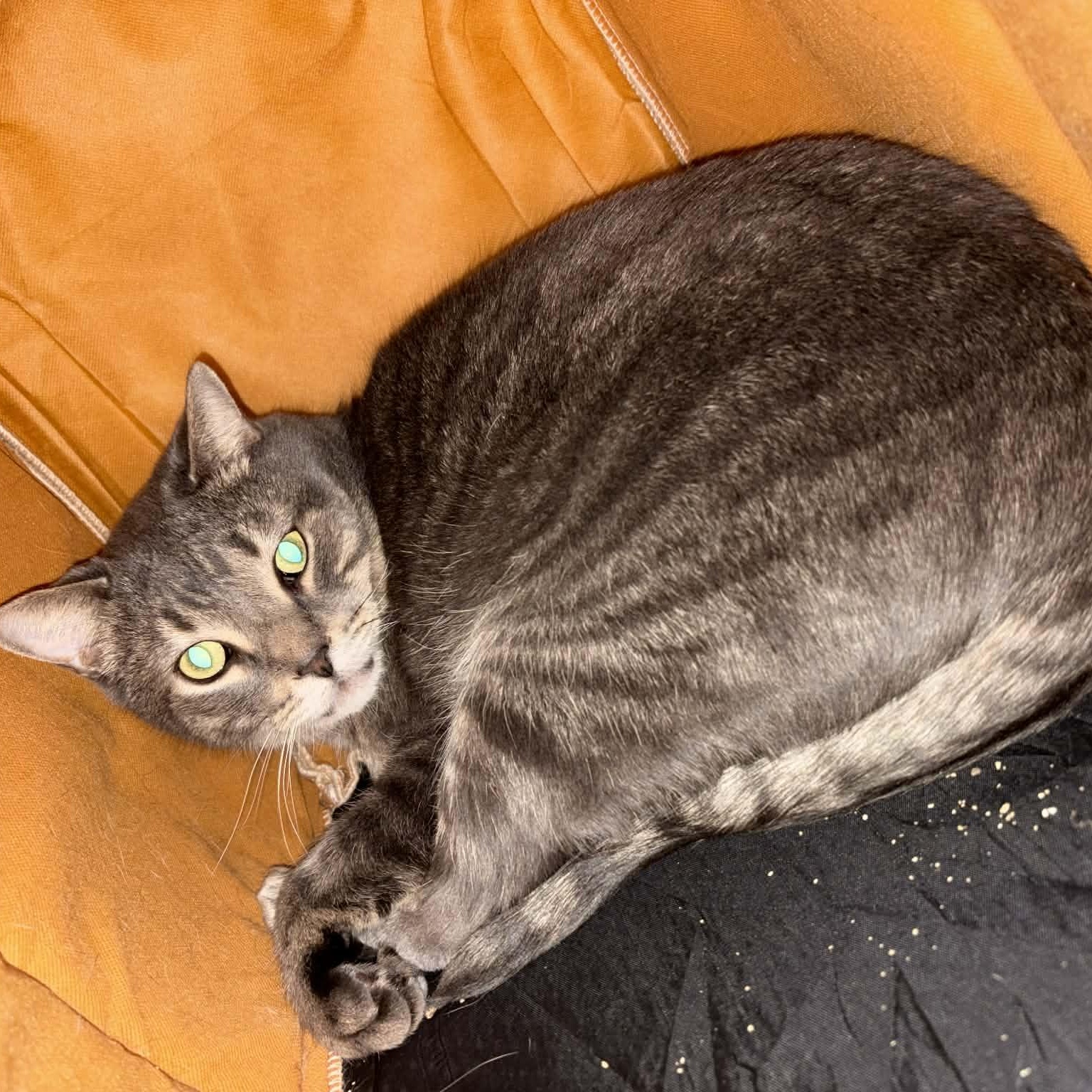 Stripes - A Gentle & Affectionate Guy!, a ADOPTABLE Tabby in Hamilton, ON image 4/6