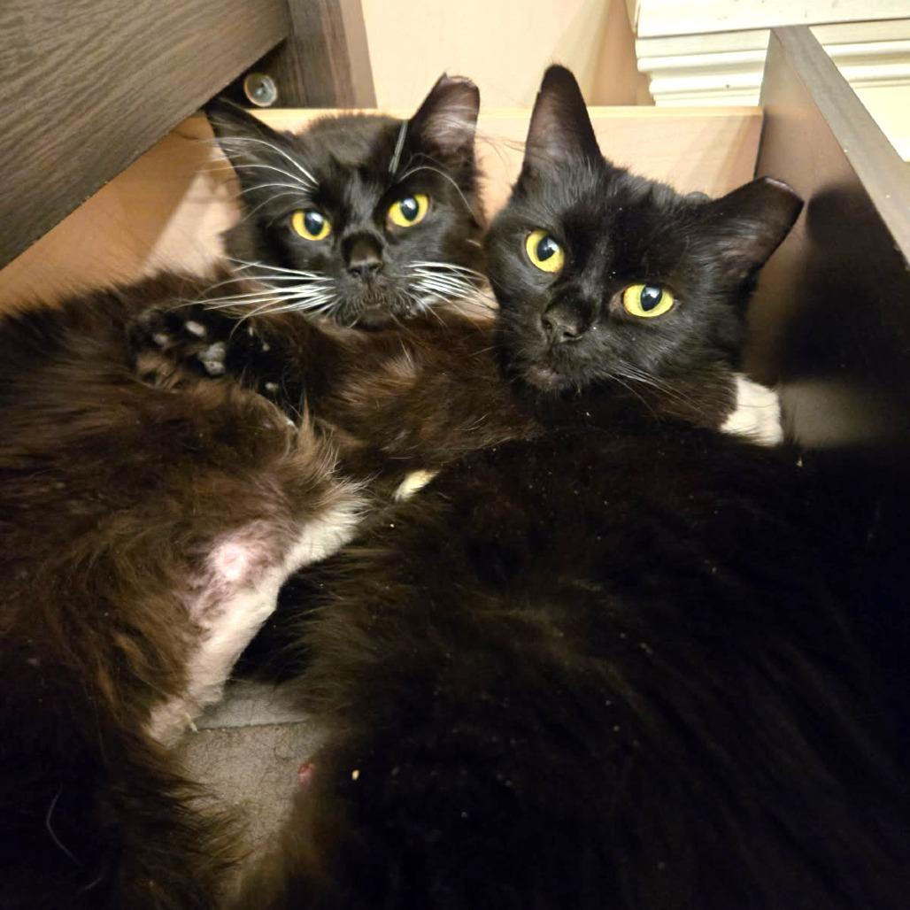 Cordelia, Adoptable, Adult Female Domestic Long Hair.