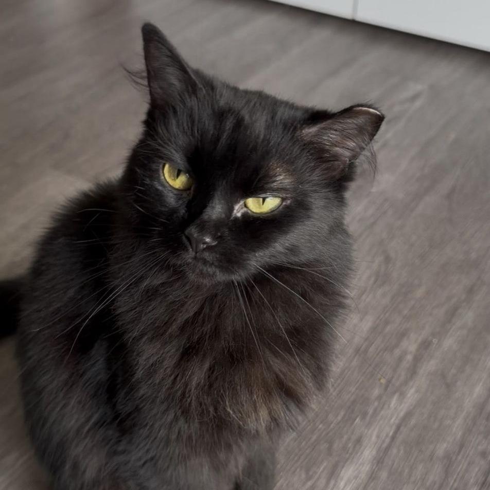 Enlarge Cordelia, a Adoptable Domestic Long Hair in Marietta, GA image 3/3