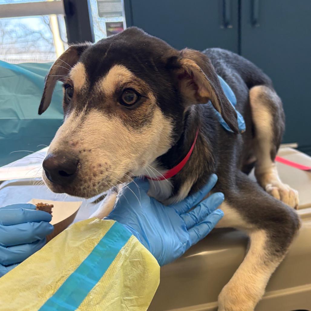 Yukon, Adoptable, Puppy Male Husky & Mixed Breed.