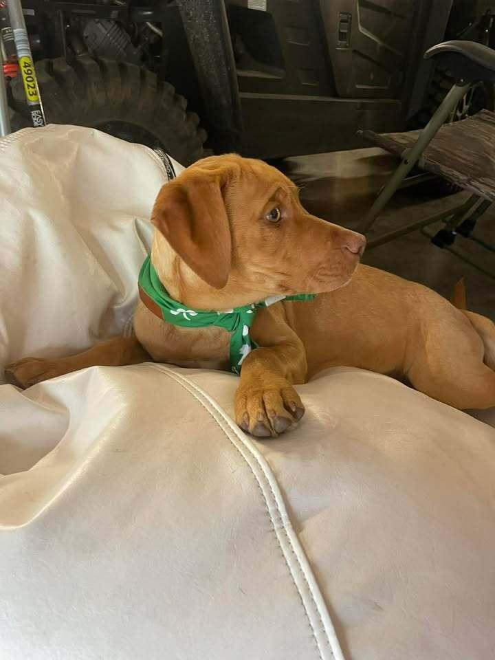 Enlarge Girl Trio - Dolly, a Adoptable mixed breed in Sumter, SC image 2/6