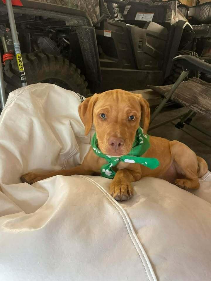 Enlarge Girl Trio - Dolly, a Adoptable mixed breed in Sumter, SC image 3/6