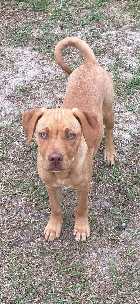 Enlarge Girl Trio - Dolly, a Adoptable mixed breed in Sumter, SC image 4/6