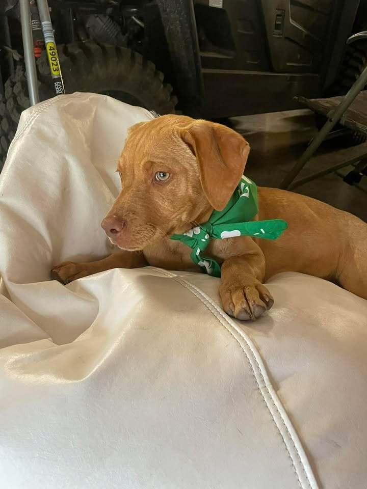 Enlarge Girl Trio - Dolly, a Adoptable mixed breed in Sumter, SC image 5/6