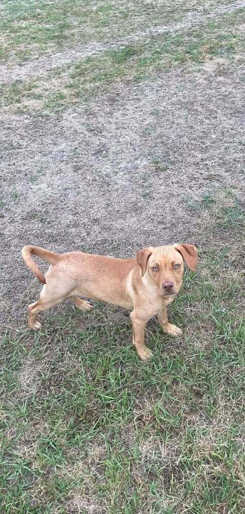 Enlarge Girl Trio - Dolly, a Adoptable mixed breed in Sumter, SC image 6/6