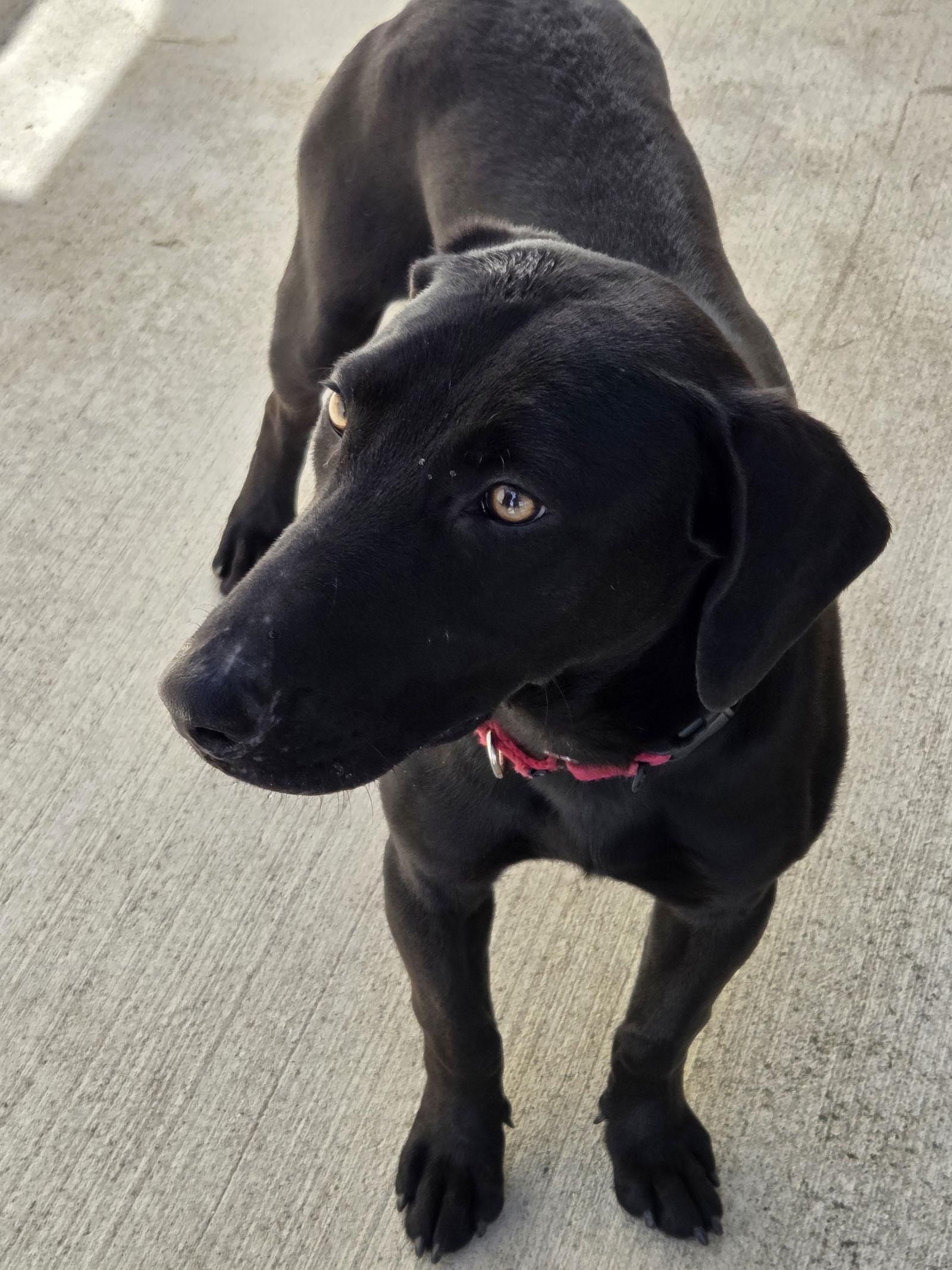 Huckleberry, Adopted, Young Male Labrador Retriever & Dachshund.
