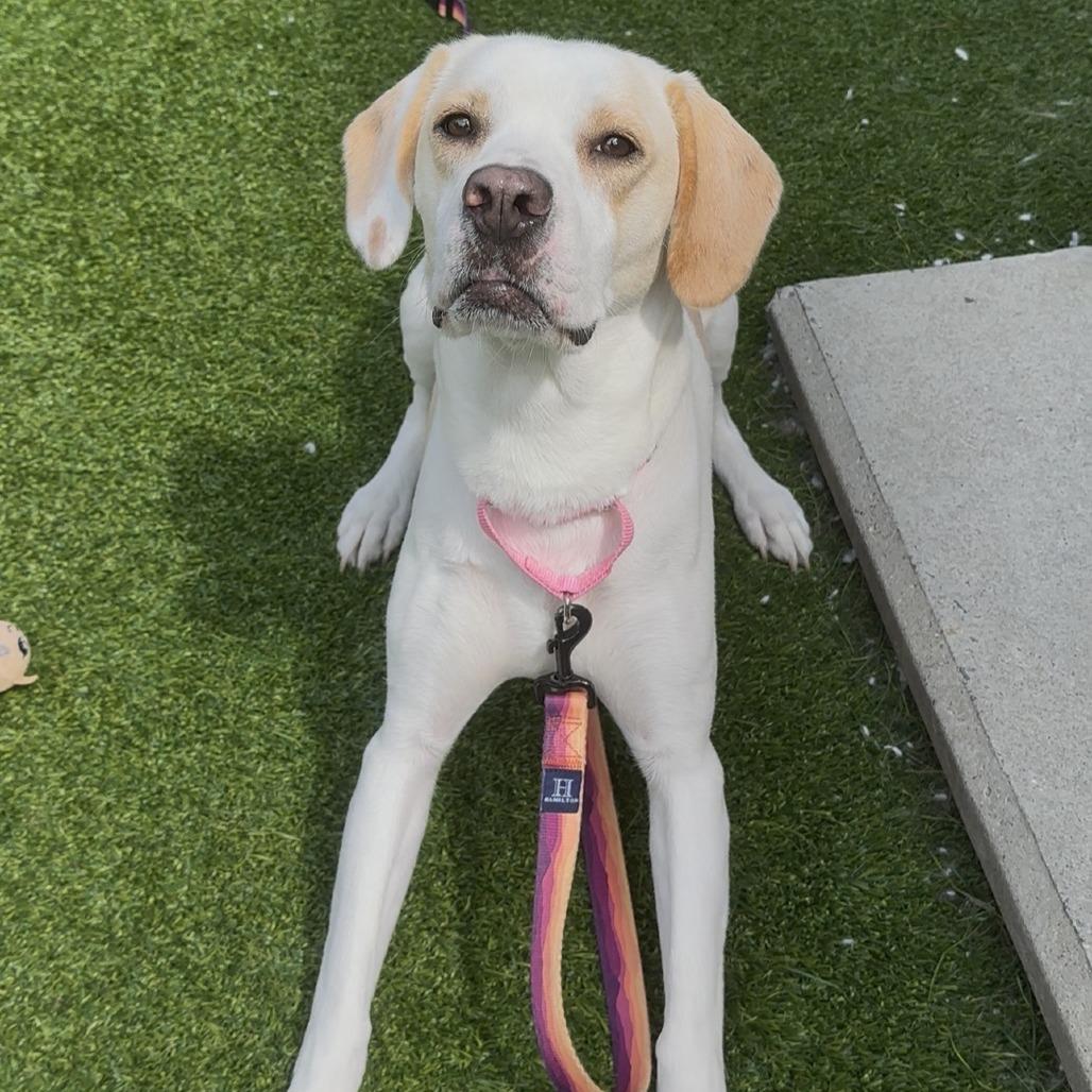 Luna, Adoptable, Adult Female Mixed Breed.