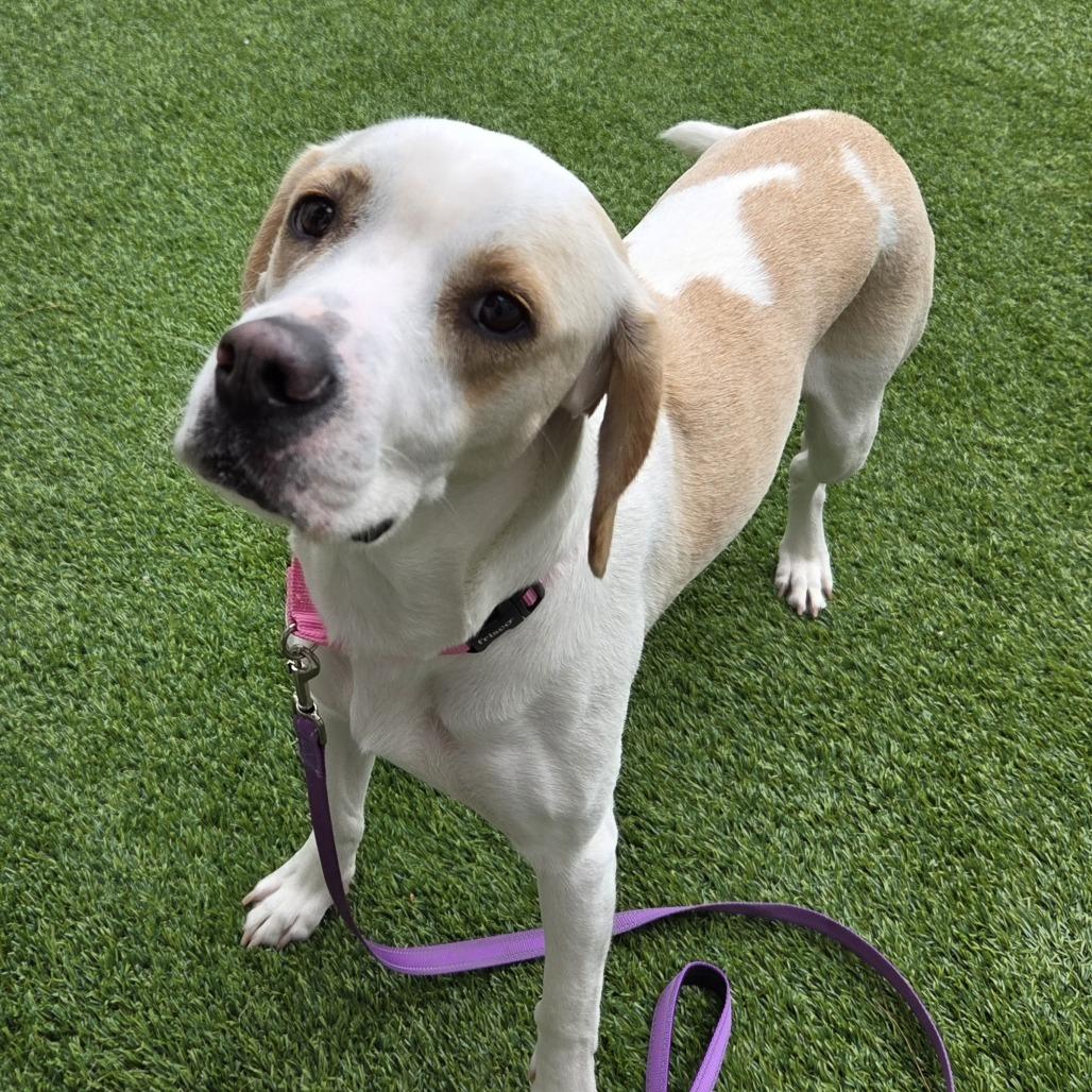 Luna, Adoptable, Adult Female Mixed Breed.