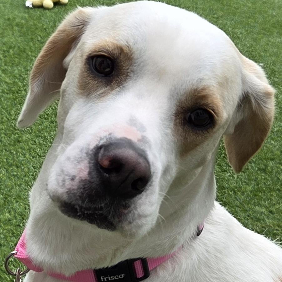 Enlarge Luna, a Adoptable Mixed Breed in Bedford, NH image 2/3