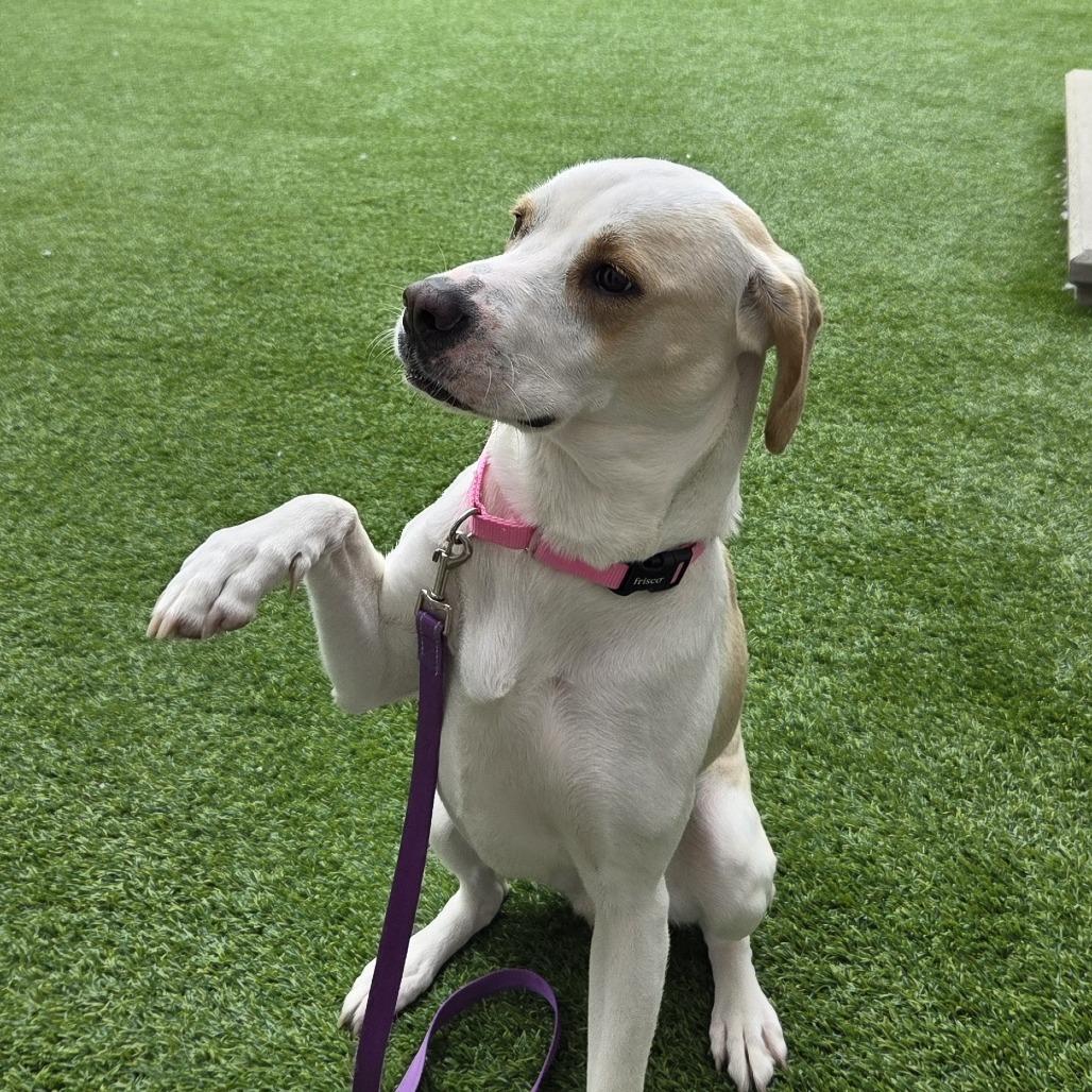 Enlarge Luna, a Adoptable Mixed Breed in Bedford, NH image 3/3