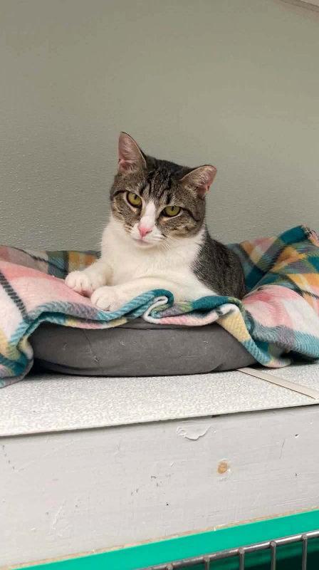 Anna AND Elsa, Adoptable, Kitten Female Domestic Short Hair.
