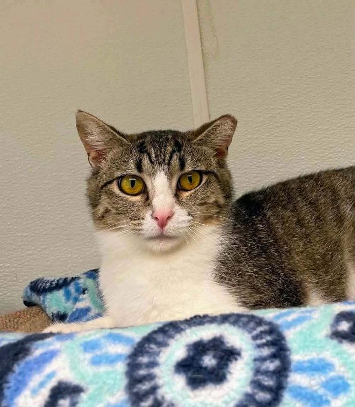 Enlarge Anna AND Elsa, a Adoptable Domestic Short Hair in Gonic, NH image 2/3