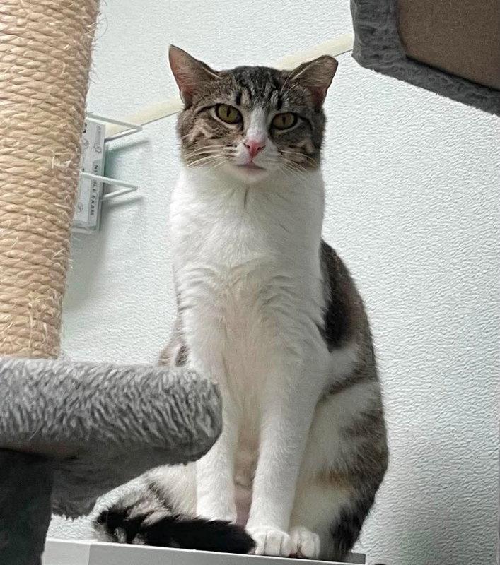Enlarge Anna AND Elsa, a Adoptable Domestic Short Hair in Gonic, NH image 3/3