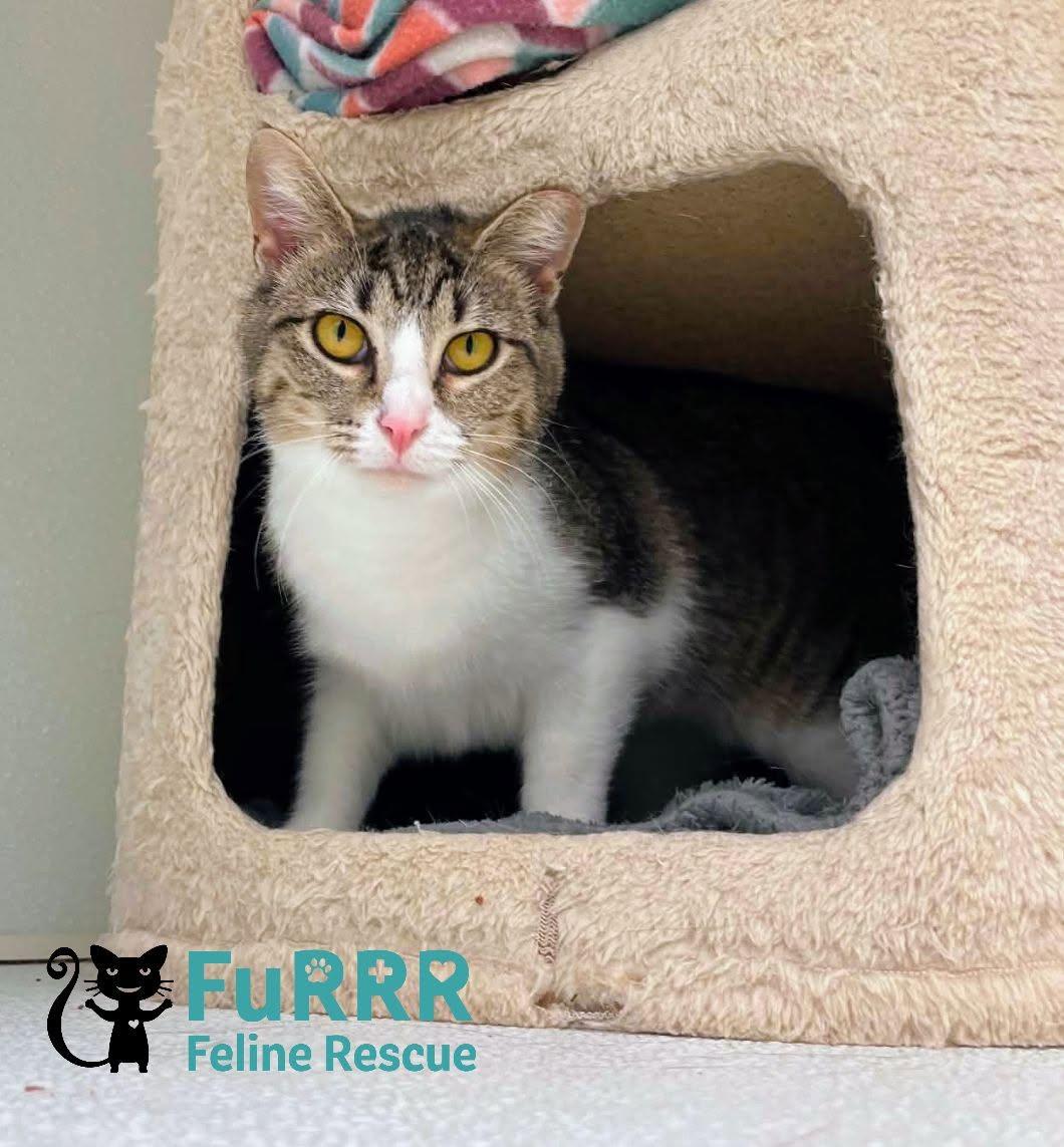 Anna AND Elsa, Adoptable, Kitten Female Domestic Short Hair.