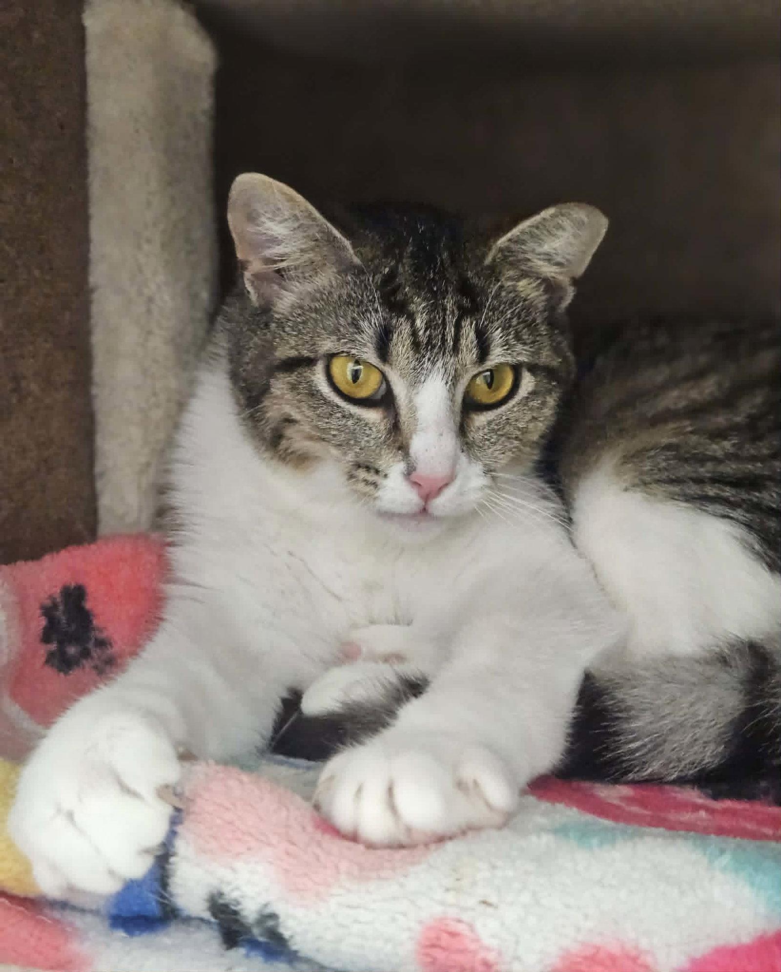 Anna AND Elsa, a Adoptable Domestic Short Hair in Gonic, NH image 2/3