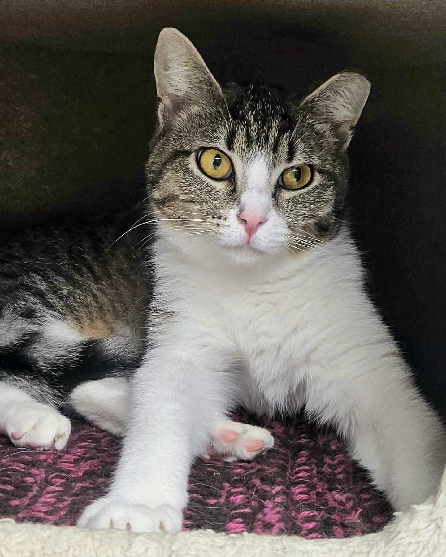 Anna AND Elsa, a Adoptable Domestic Short Hair in Gonic, NH image 3/3