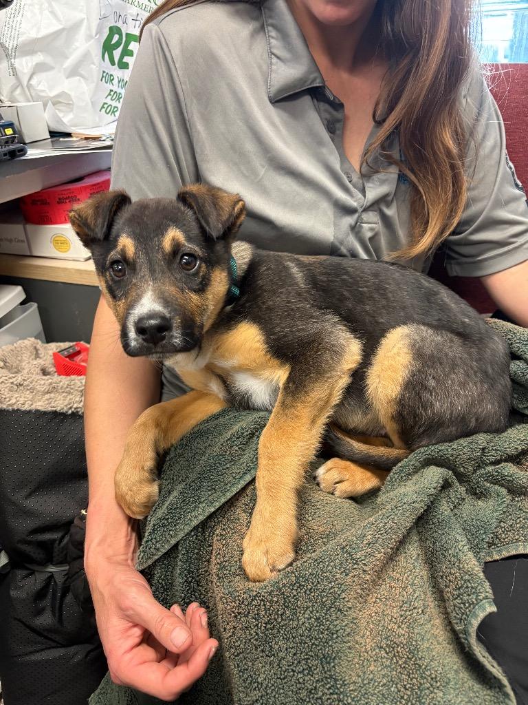 Fossil Fuel, Adoptable, Puppy Male Cattle Dog.