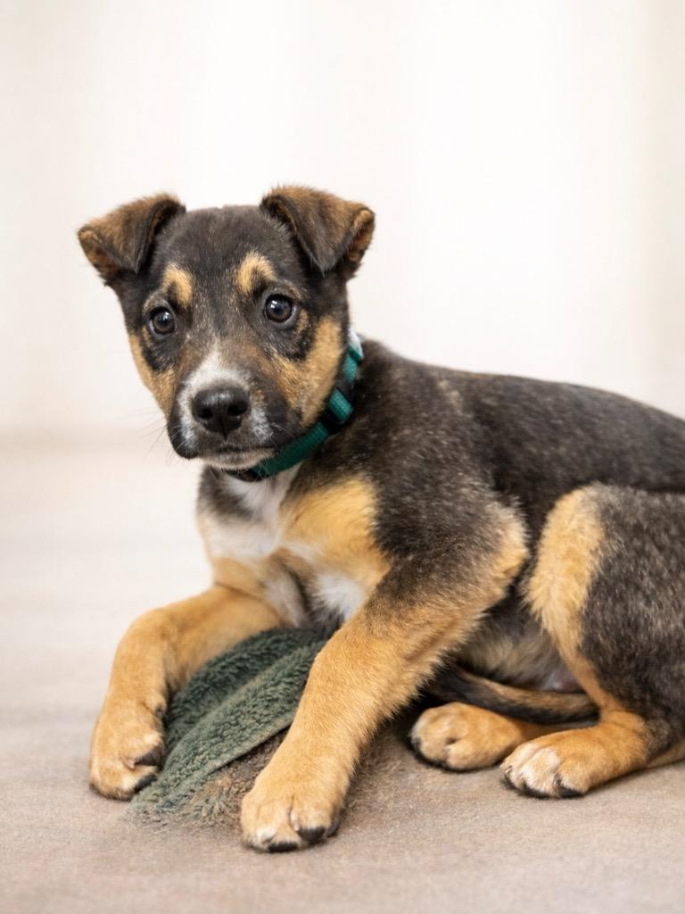 Enlarge Fossil Fuel, a Adoptable mixed breed in Reno, NV image 2/3