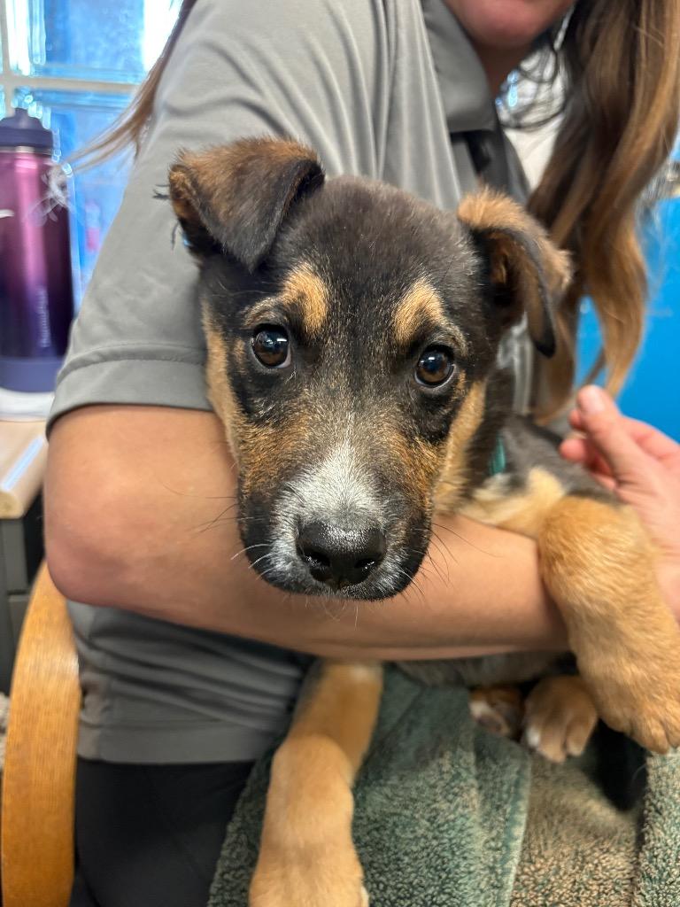 Enlarge Fossil Fuel, a Adoptable mixed breed in Reno, NV image 3/3