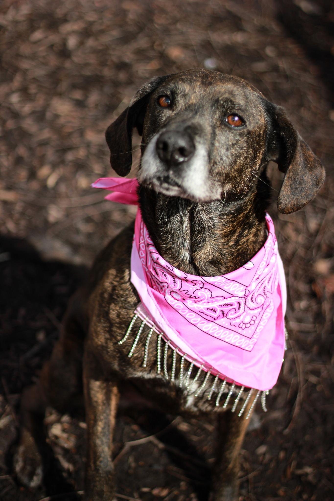 Enlarge Lucy, a Adoptable mixed breed in Spencer, IN image 1/4