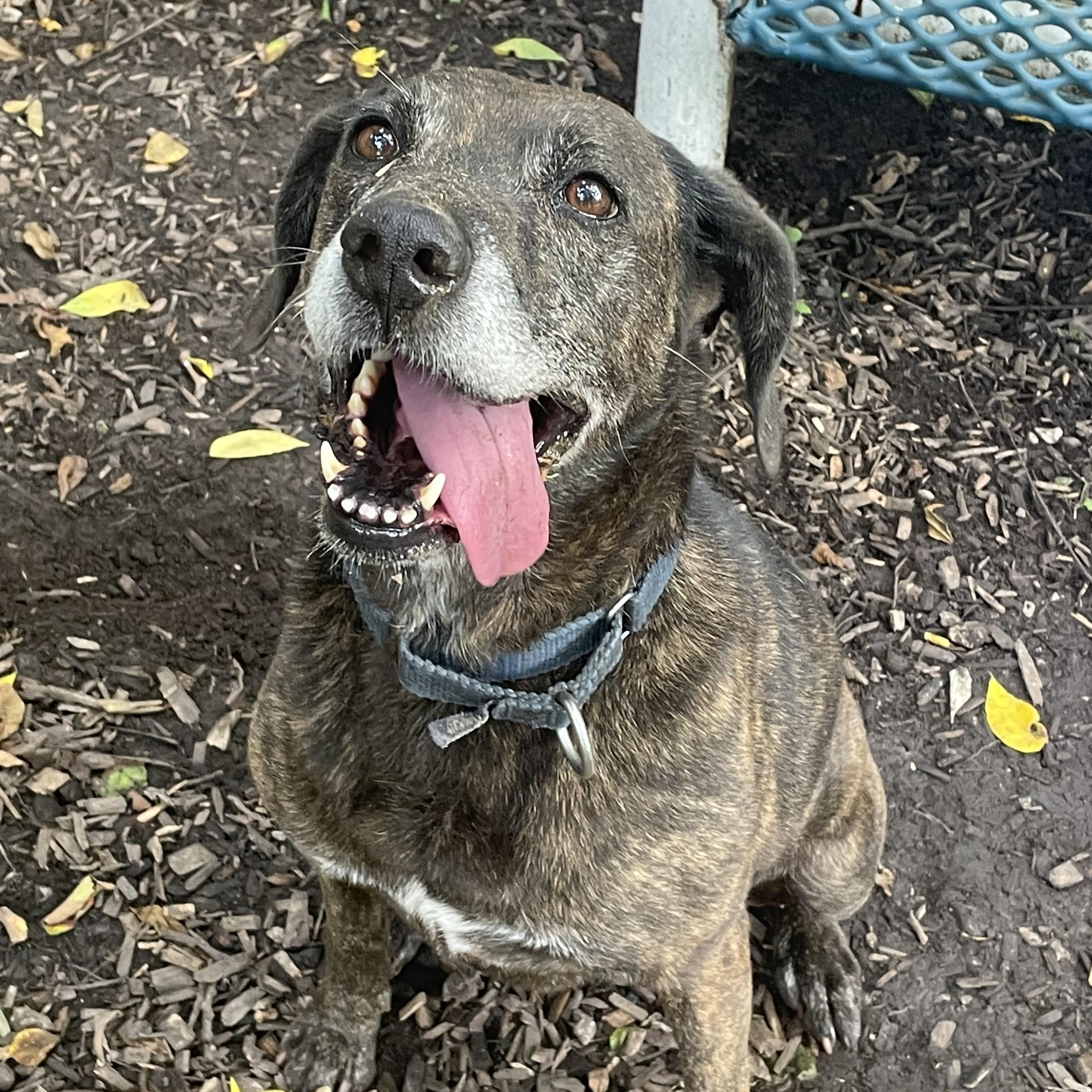 Enlarge Lucy, a Adoptable mixed breed in Spencer, IN image 2/4
