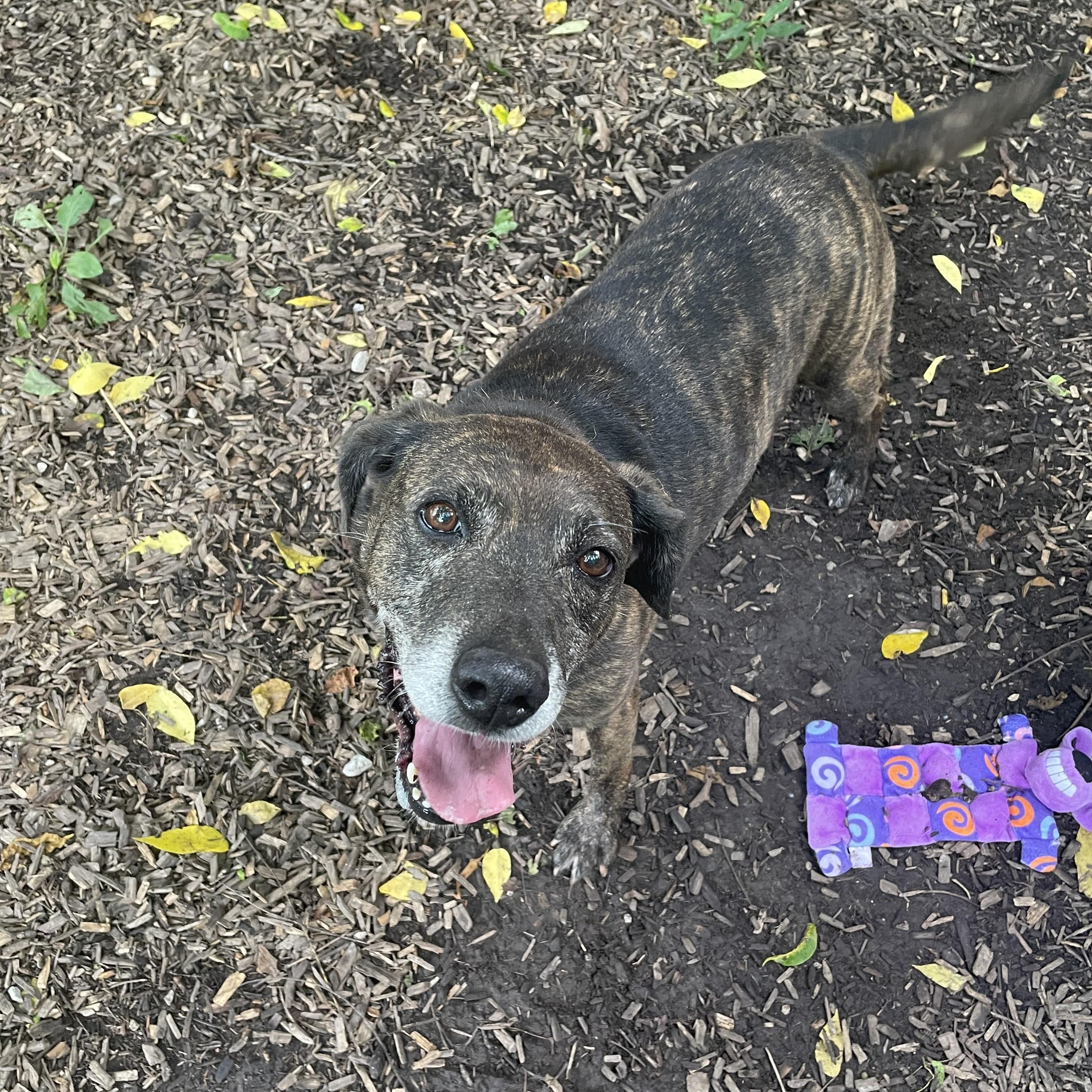 Enlarge Lucy, a Adoptable mixed breed in Spencer, IN image 3/4