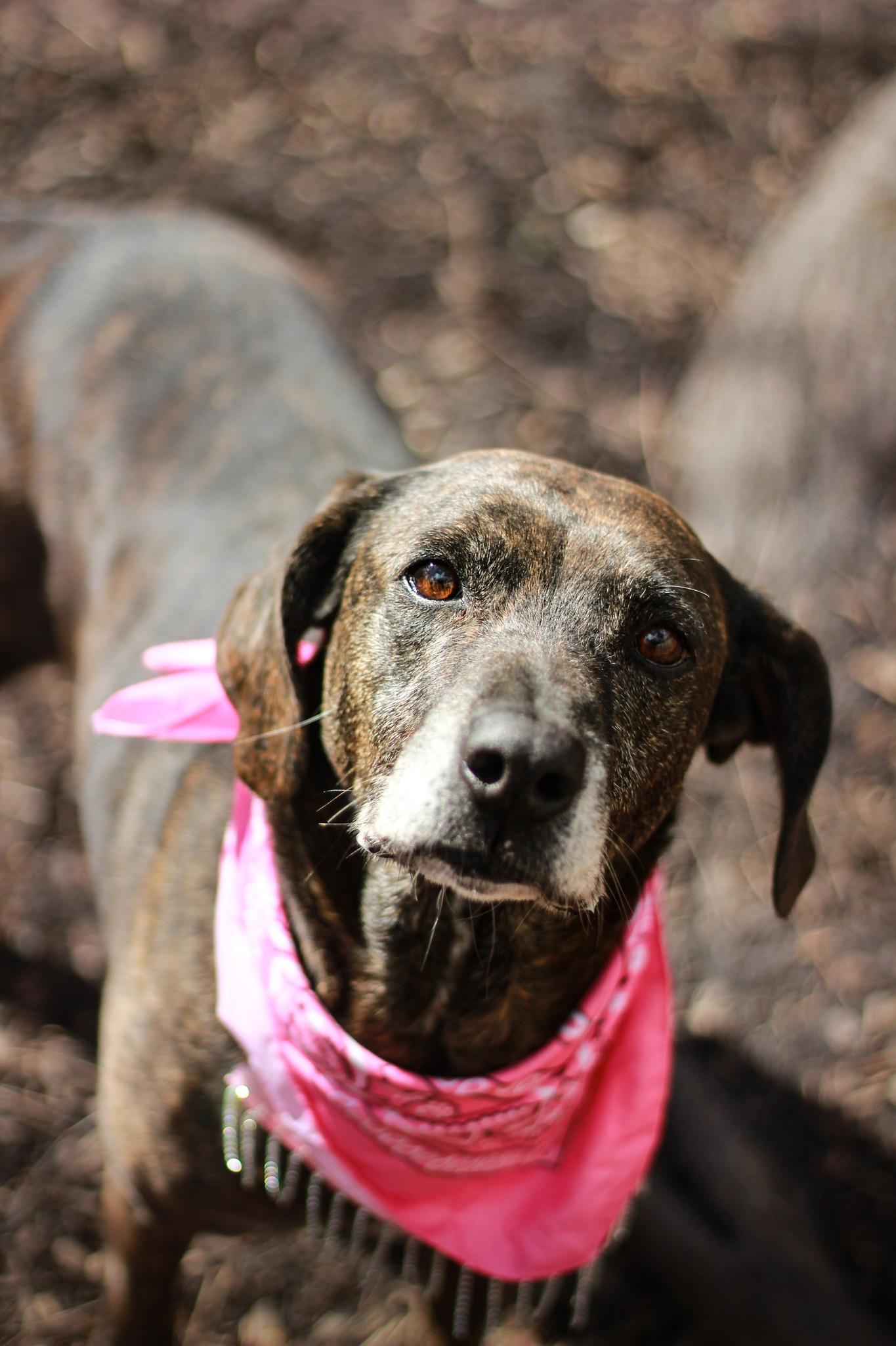 Enlarge Lucy, a Adoptable mixed breed in Spencer, IN image 4/4