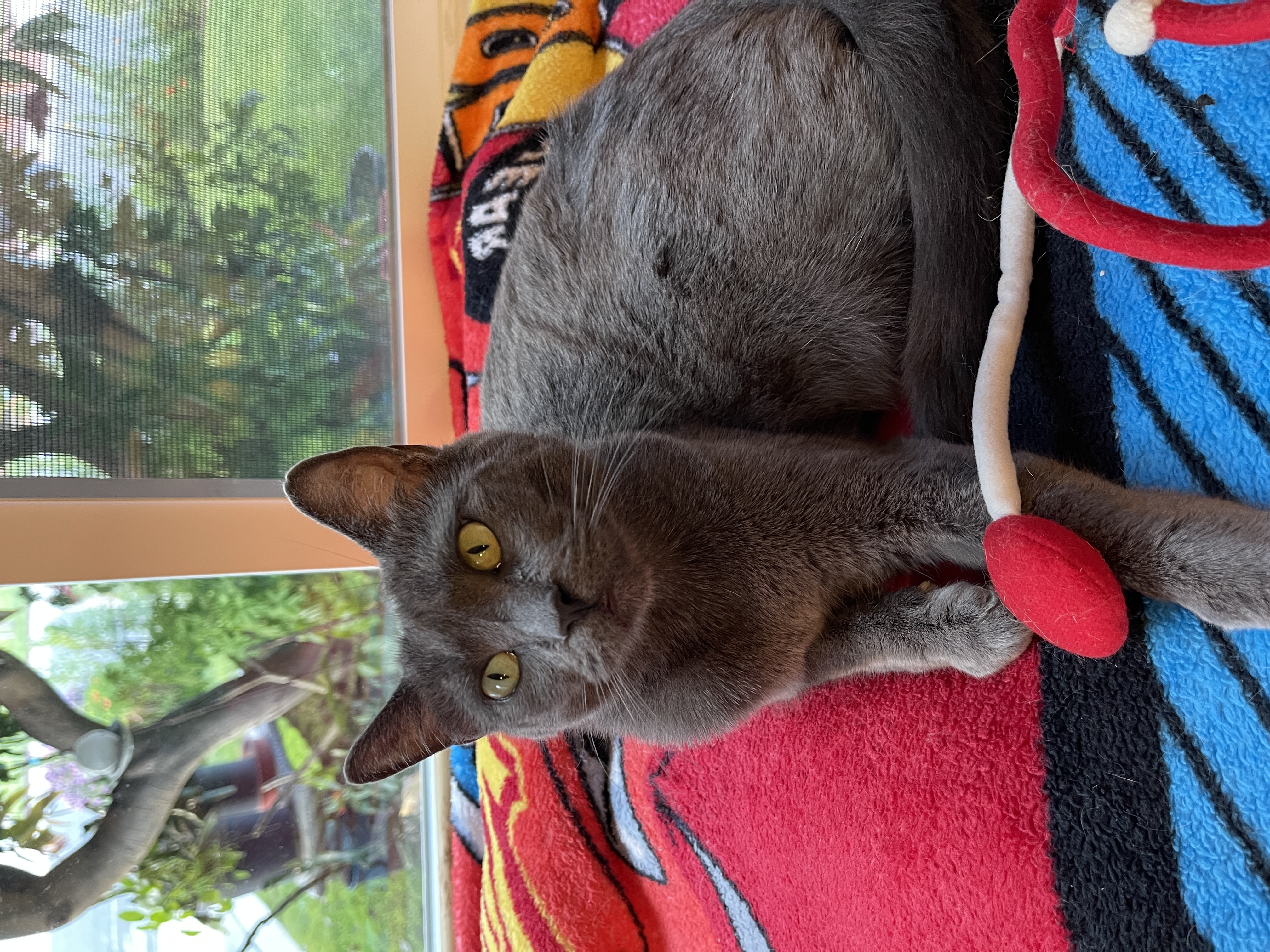 Kyra, a Adoptable mixed breed in Santa Monica, CA image 4/6