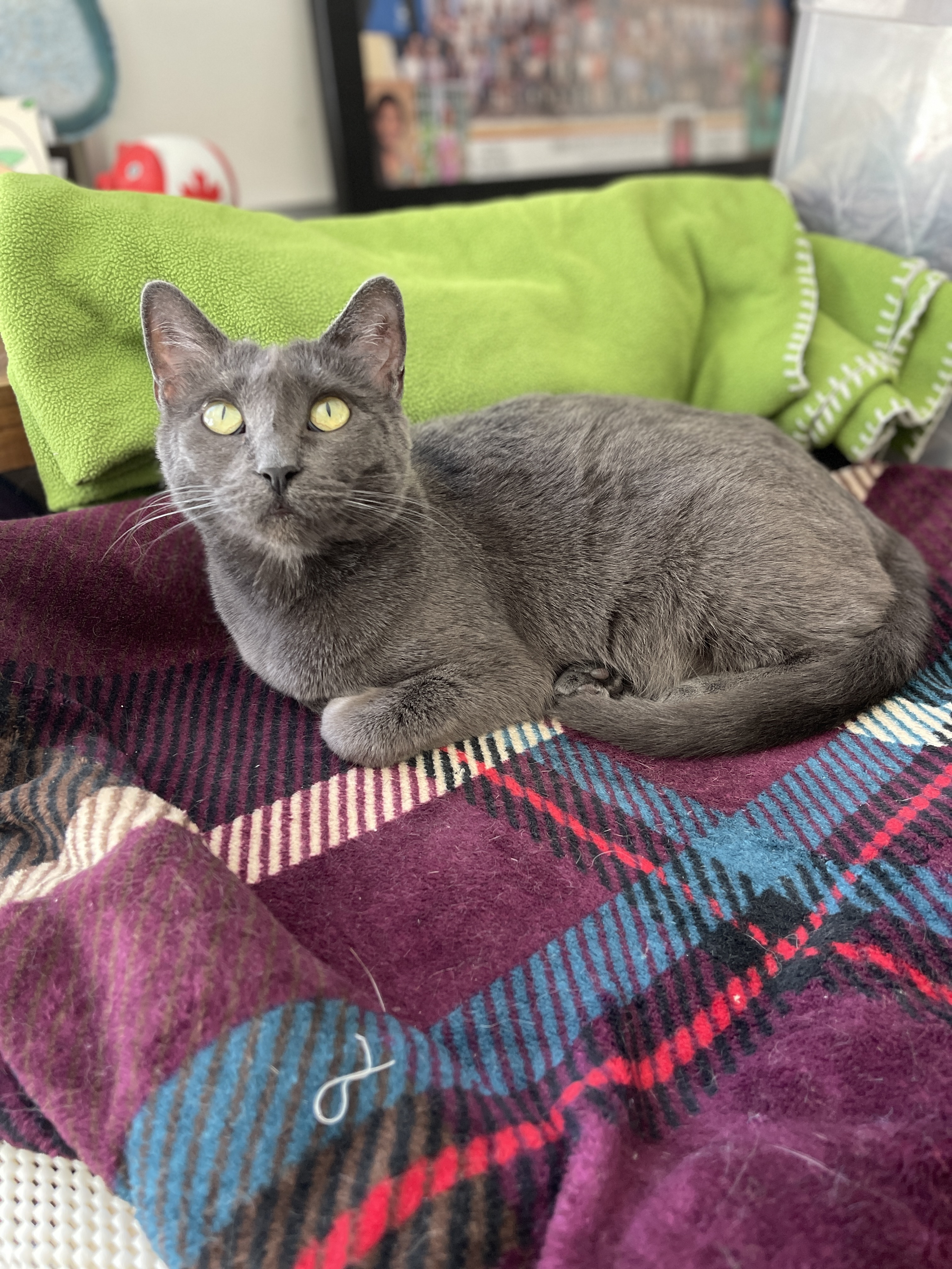 Kyra, a Adoptable mixed breed in Santa Monica, CA image 6/6