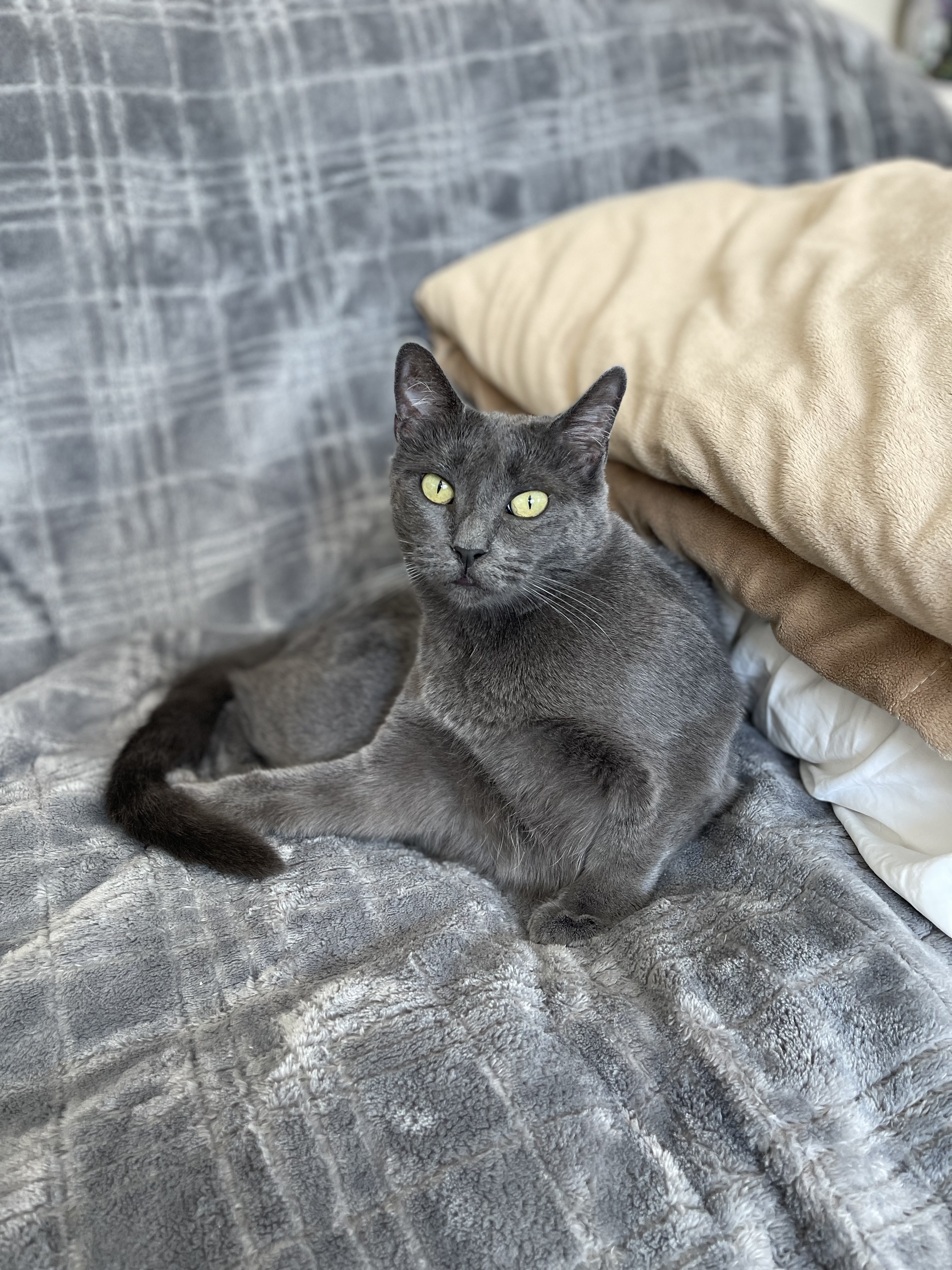 Kyra, a Adoptable mixed breed in Santa Monica, CA image 3/6