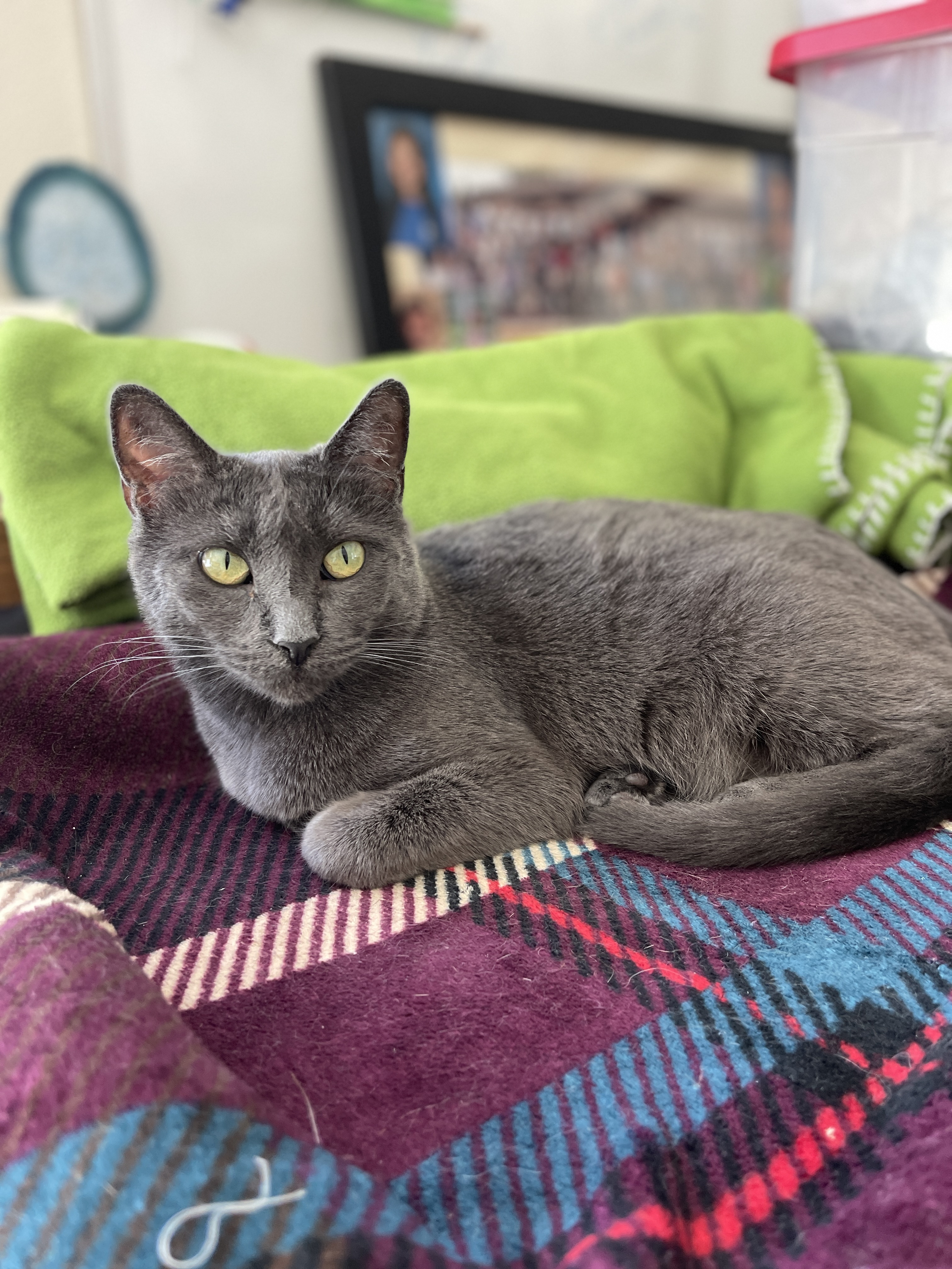 Kyra, Adult Female Russian Blue