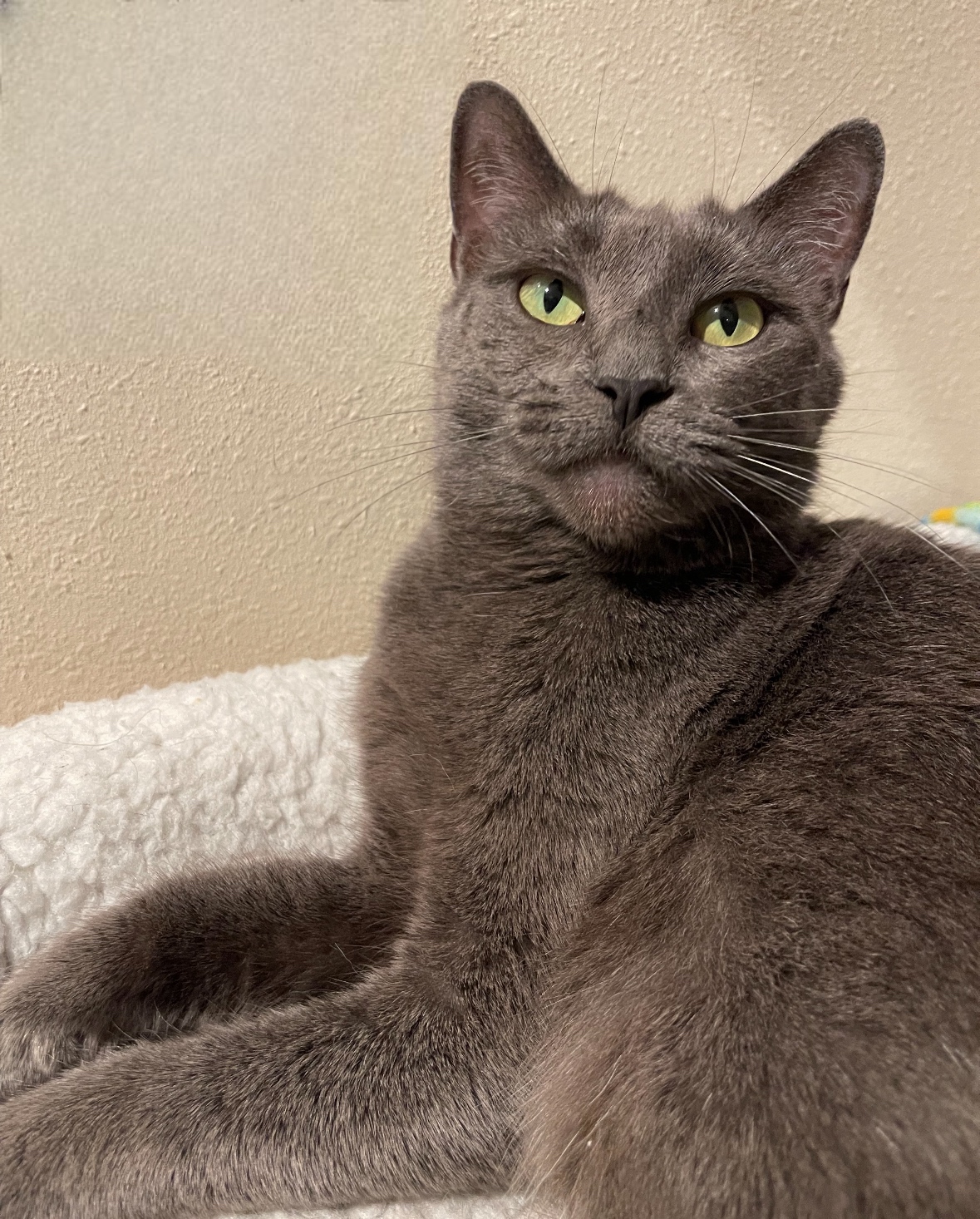 Kyra, a Adoptable mixed breed in Santa Monica, CA image 2/6