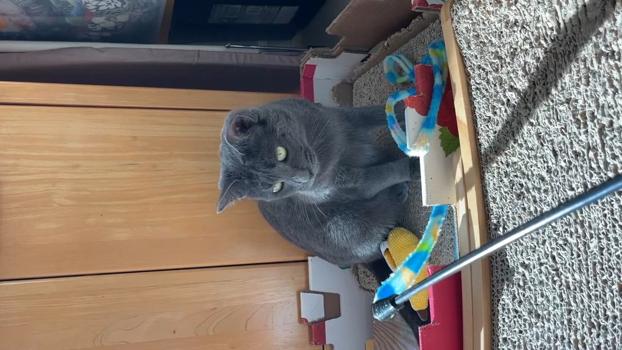 Enlarge Kyra, a Adoptable mixed breed in Santa Monica, CA video 5/6