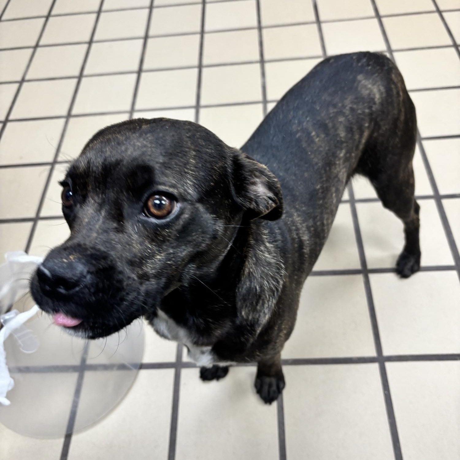 Enlarge Scarlett, an adopted mixed breed in White Cloud, MI image 2/2