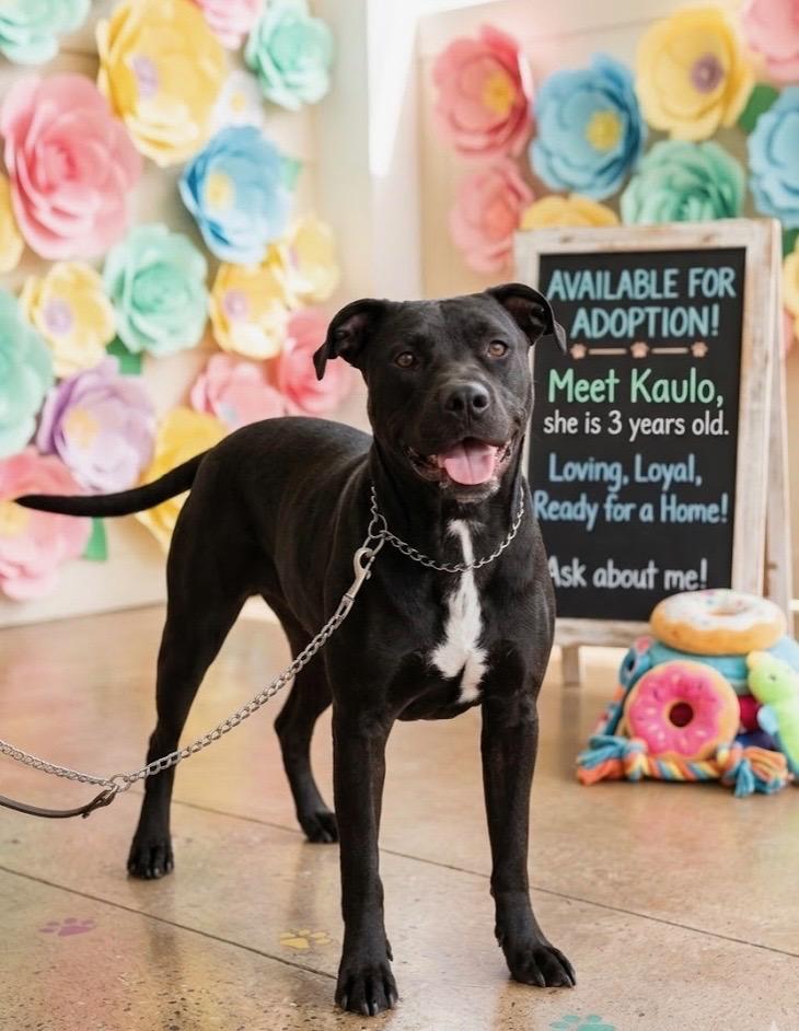 Enlarge Kaulo, a Adoptable mixed breed in Elmhurst, IL image 1/6